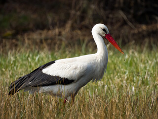 White stork