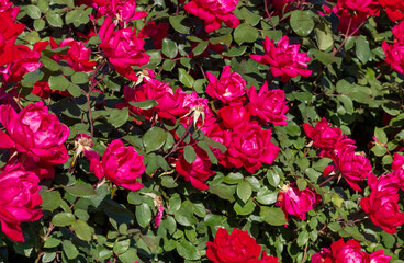 Fototapeta na wymiar Floribunda is a modern group of garden roses.jpg
