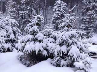 small snow-covered fir trees in the winter forest. beautiful winter snowy landscape.