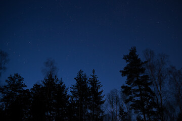 Fototapeta na wymiar Treetops silhouettes against dark clod blue night sky full of stars