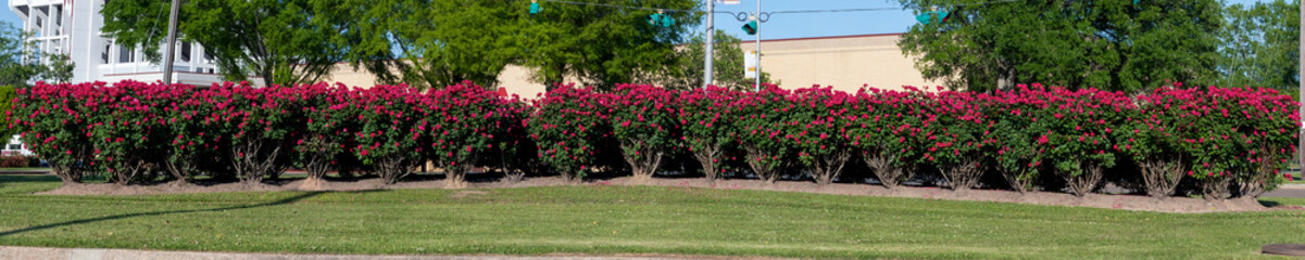 Floribunda is a modern group of garden roses.jpg