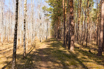 Forest landscape with Pine and birch trees