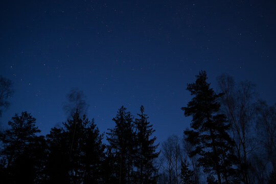 Treetops Silhouettes Against Dark Clod Blue Night Sky Full Of Stars