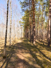 Forest landscape with Pine and birch trees