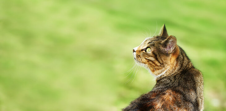 A beautiful stray cat sits in the green grass and looks to the side. banner, copy space