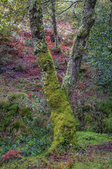 Obraz premium The forked and moss covered trunk of an oak tree