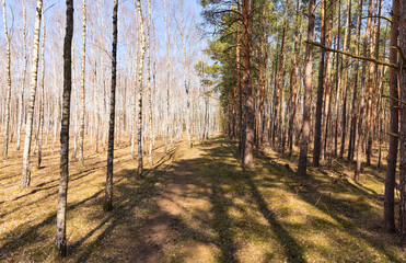 footpath in the forest