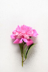 Pink peony flowers on white background. Festive vertical greeting card with flower for weddings, happy Women's day and Mothers day.