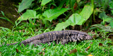 lizard on the ground