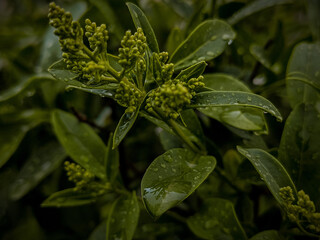 close up of a leaf