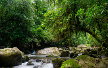 Naklejka na ściany i meble stream in the middle of luxuriant brazilian rainforest