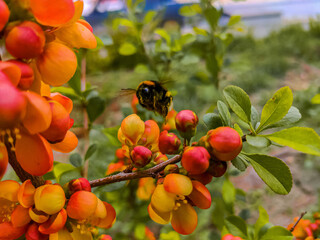 berries on a tree
