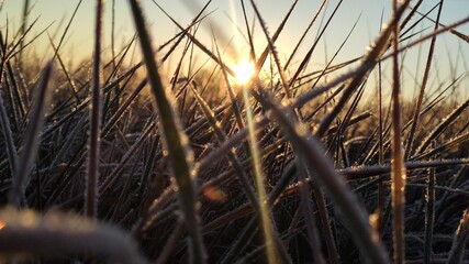 reeds at sunset