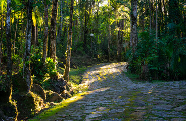 Fototapeta premium Road made of stones in the midlle of forest with morning sun light 