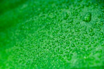 Macro water droplet on orchid green leaf. Nature background