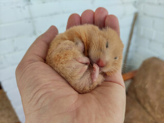 Cute hamster sleeps in hand curled up