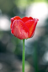 Obraz premium Red tulip with droplets of water