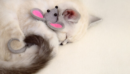 Fototapeta na wymiar Little scottish sleeping cute biege cat with toy mouse.