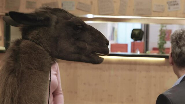 Llama eating a piece of bread from a man's mouth,office cafeteria.