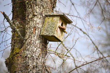 Old birdhouse covered with moss in the city park