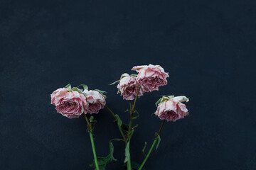 Faded rose on dark background. Withered flowers with buds pink color