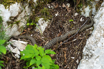 Dice snake, Natrix tessellata in Plitvice National Park, Croatia in Europe