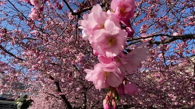 Photos in a park with cherry trees. High quality 4k footage