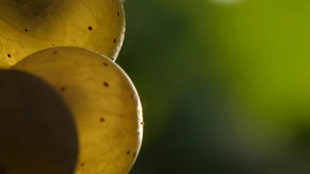 White appealing grapes macro in slow motion
