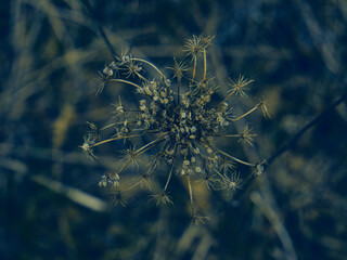 symetryczny kwiatostan jakiejś polnej rośliny  © Rafał Rudzki