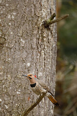 Northern Flicker, male
