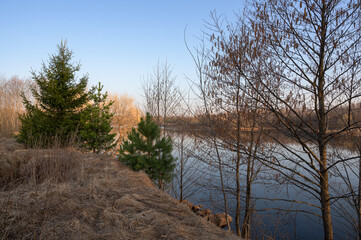 Green firs and bare trees by the river at dawn in the sunlight against the blue sky. Beautiful spring landscape. The concept of calm and serenity.