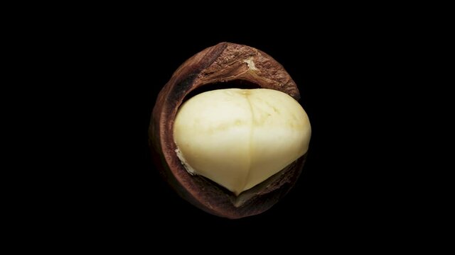 Macadamia nut in shell rotates on a black background.