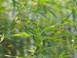 marijuana tree and leafe plant for medicine 