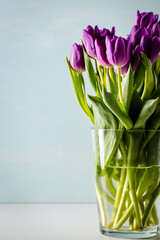 Bunch of purple tulips in tall glass vase on table with light blue background