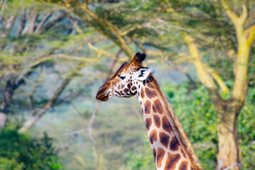 Giraffe in savahann in Eastern Africa