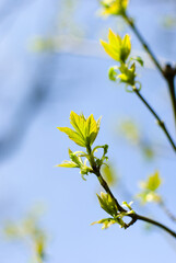a detailed image of the first spring flowers, made in the technique of blurring the background to...