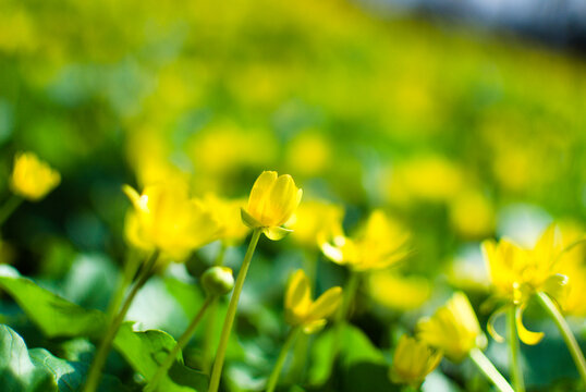A detailed image of the first spring flowers, made in the technique of blurring the background to obtain a bokeh effect, as well as playing with the contrast of green and yellow colors.