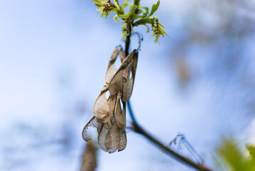 A detailed image of the first blossoming leaves and inflorescences against a blurred bokeh-style background of the azure sky.