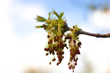 A detailed image of the first blossoming leaves and inflorescences against a blurred bokeh-style background of the azure sky.