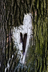 a drawing on a tree trunk in the form of a heart, which encircles a hollow