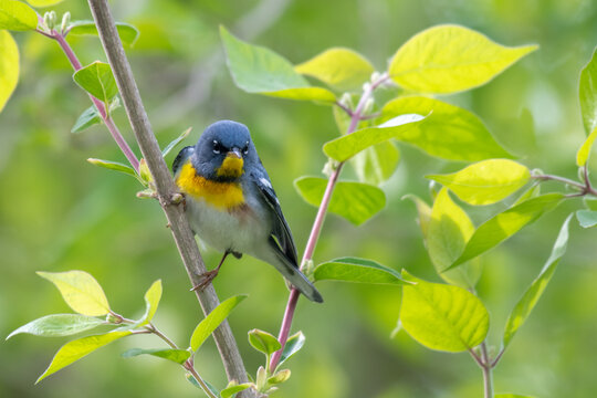 
An Adult breeding male Northern Parula (Setophaga americana) perching on a branch in the spring.