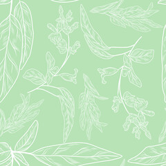 Seamless pattern with salvia sage plant, herbal pattern