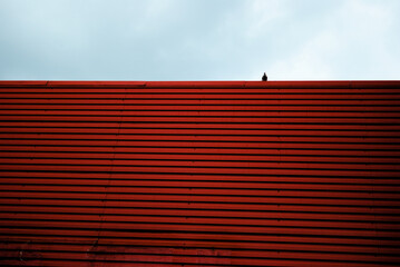 a mall wall and a pigeon sitting at the very top, framed by a dark gray sky.