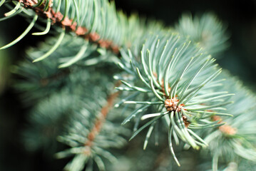 Naklejka na ściany i meble spruce branch captured in close-up