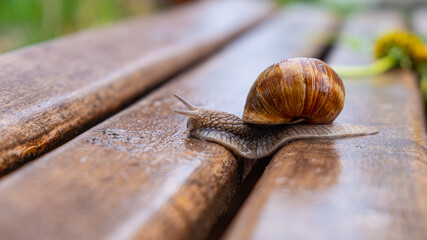 snail crawling on a wet bench close up
