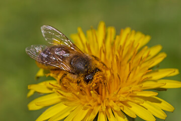 close up of bee gathering pollen on yellow dandelion