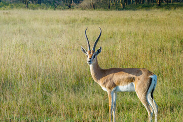 Naklejka na ściany i meble Beautiful Wild Gazelle with graceful hornes in Lake Nakuru National Park