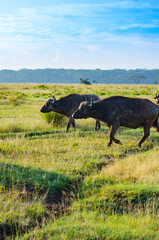 African buffalo's morning routine at savannah in Nakuru