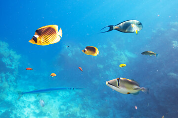 Fototapeta na wymiar Different tropical fish on a coral reef in the Red Sea