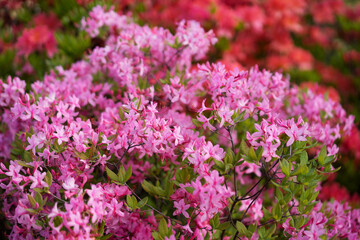 Fototapeta premium flowering rhododendron bush as a background. Place for text.